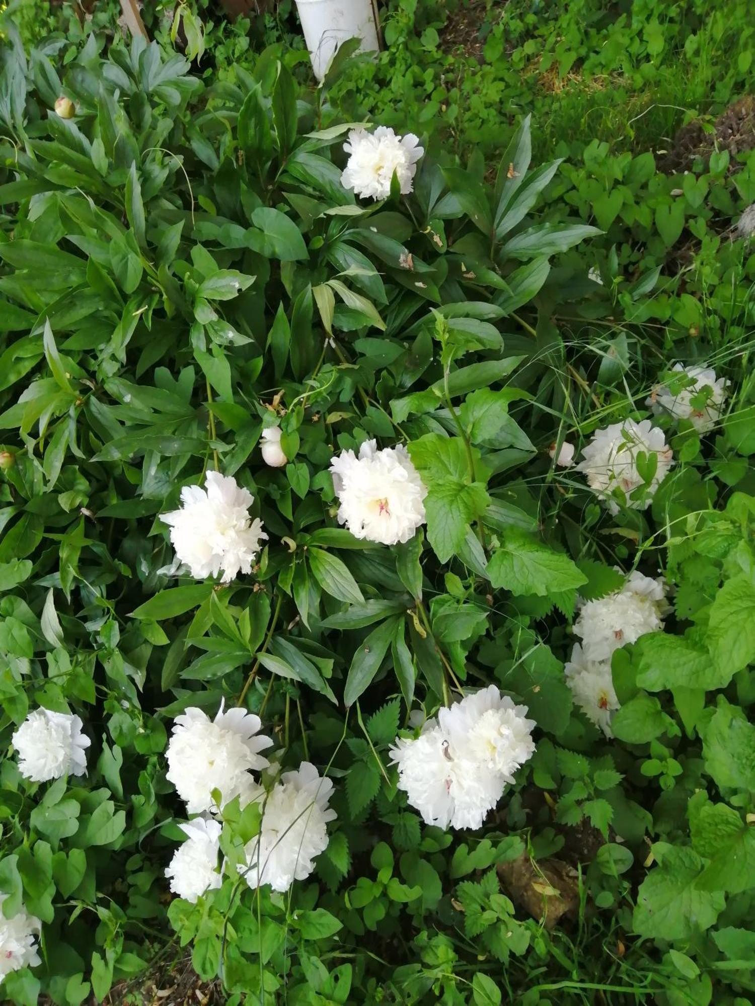 O Jardin De Boutancourt Villa Kültér fotó
