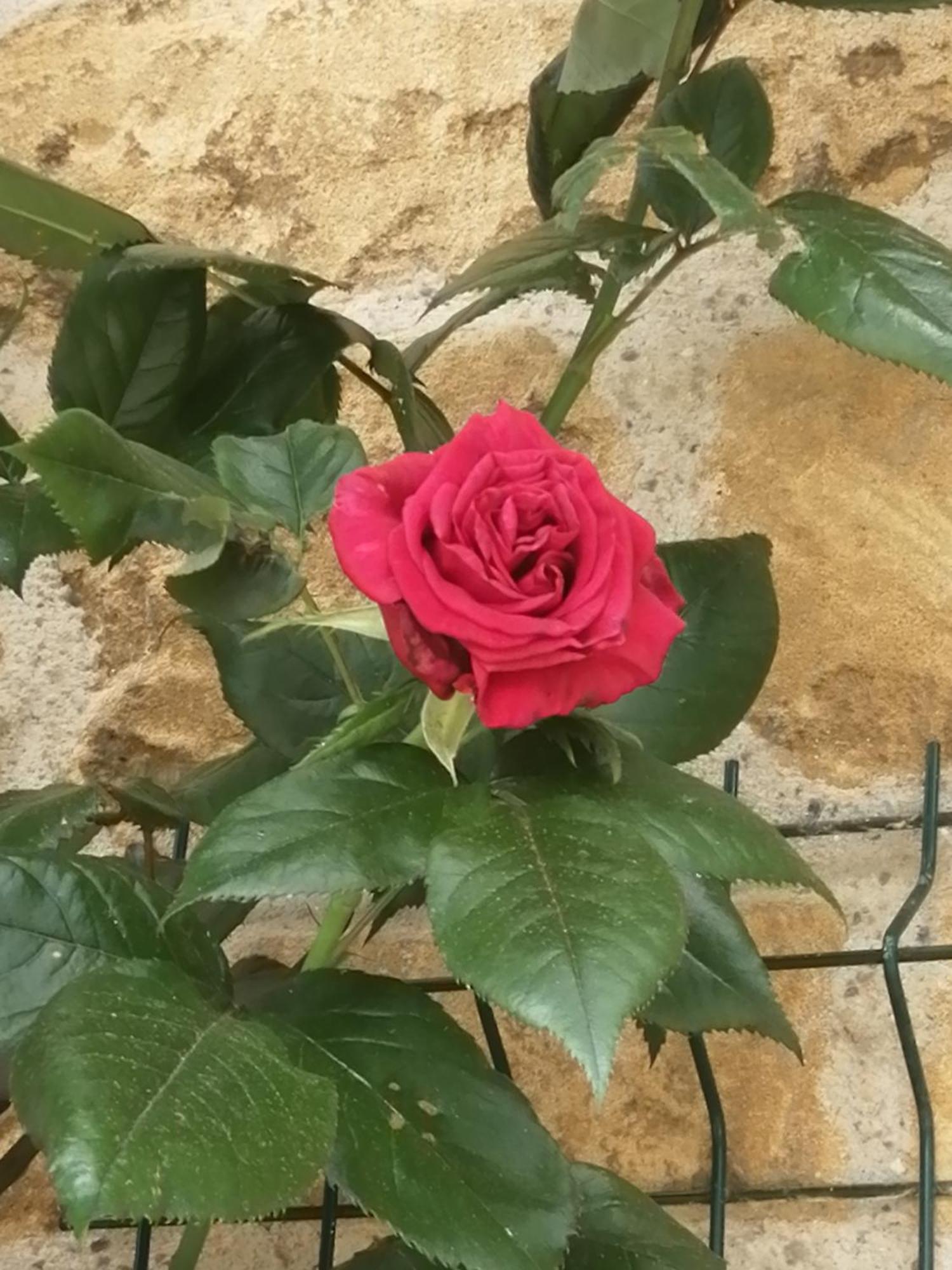 O Jardin De Boutancourt Villa Kültér fotó